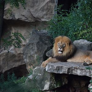 [September 2019] Big Cat Country- lion (Panthera leo) lying