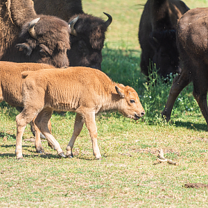 Wood Bisons cows and calves.