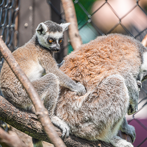 Jazz (right) & Melody (left) the Ring-tailed Lemurs mom and daughter