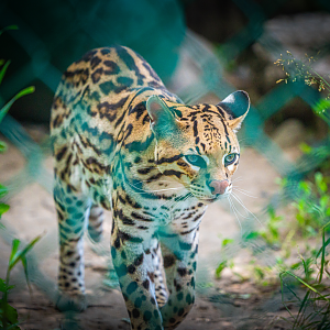 Diego Romeo the male Ocelot