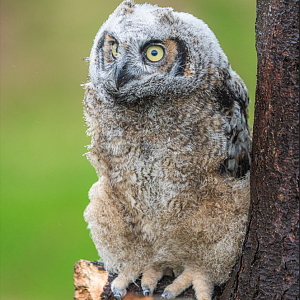 Odesa the young female Great Horned Owl