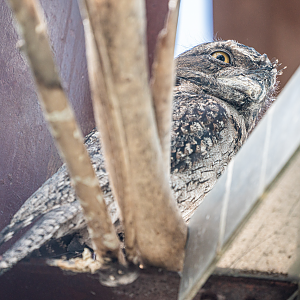 Erkle the male Tawny Frogmouth