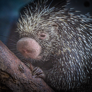 Nicole the female Brazilian Porcupine