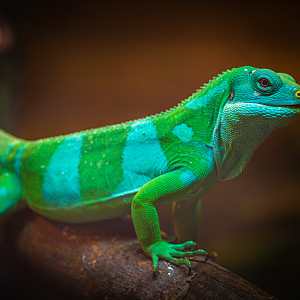 Norm the male Fiji Banded Iguana