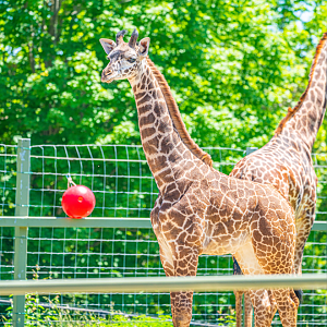 Matumaini the baby male Masai Giraffe