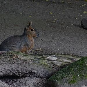 Patagonian mara (Dolichotis patagonum) (07/22)