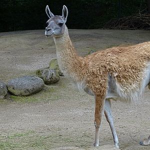 Guanaco (Lama guanicoe) (07/22)