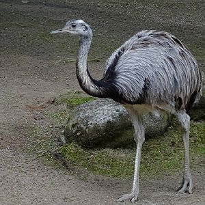 Greater rhea (Rhea americana) (07/22)