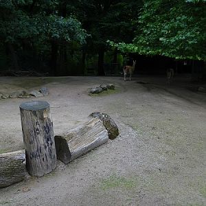 Part of the South American mixed paddock (07/22)