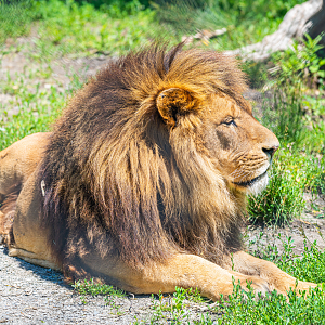 Samiro the male African Lion