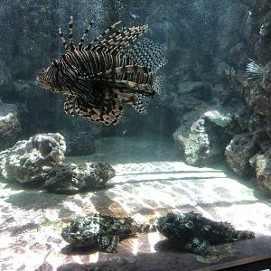 Red Lionfish & Stonefish Tank