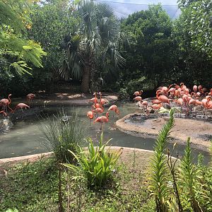 American Flamingo Exhibit