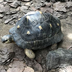 Radiated Tortoise