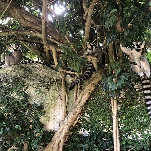 Ring-tailed Lemurs