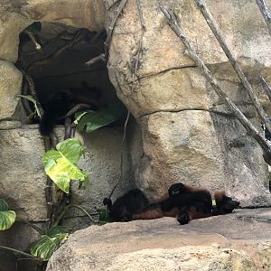 Red Ruffed Lemurs