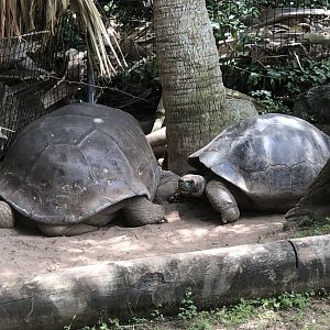 Galapagos Tortoises