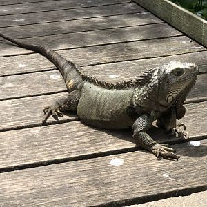 Green Iguana