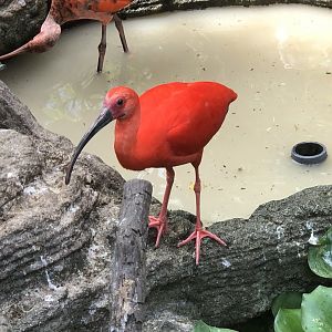 Scarlet Ibis