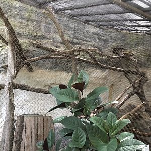 Matschie’s Tree Kangaroo Exhibit