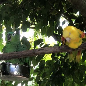 Double Yellow-headed Amazon