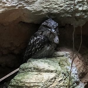 Tawny Frogmouth