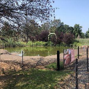 American Flamingo Exhibit