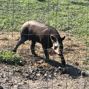 Lowland Tapir