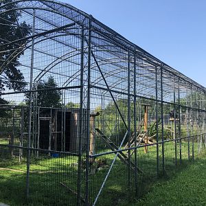 Andean Condor Aviary