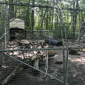 American Badger Exhibit