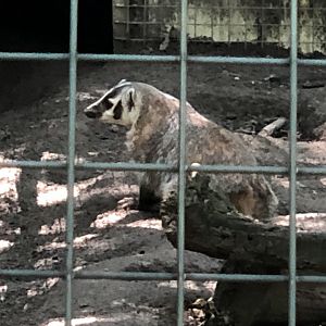 American Badger