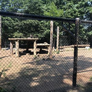 Grey Wolf Exhibit