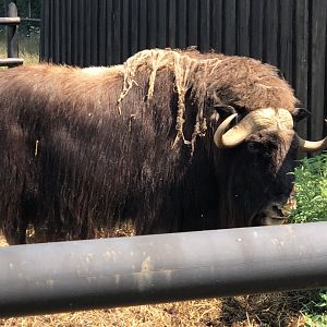 Musk Ox