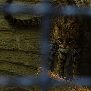 Oncilla (Leopardus tigrinus) (07/22)