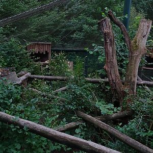Enclosure for clouded leopard (07/22)