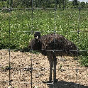 Juvenile Emu