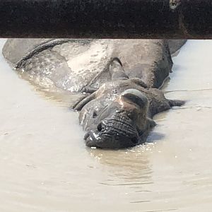 Indian Rhinoceros