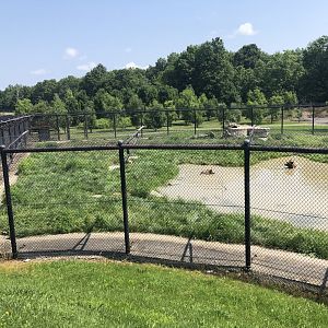 Syrian Brown Bear Exhibit