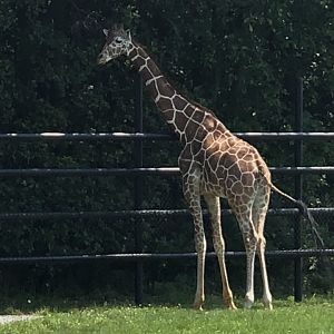 Reticulated Giraffe