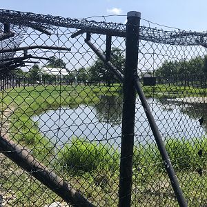 African Wild Dog Exhibit