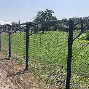 African Wild Dog Exhibit