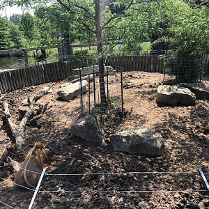 Red River Hog Exhibit