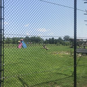 African Lion Exhibit