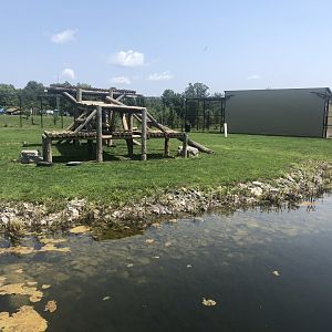 African Lion Exhibit