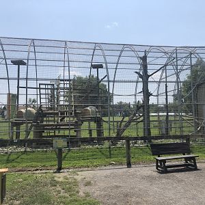 Barbary Macaque Exhibit