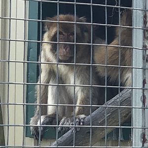 Barbary Macaque