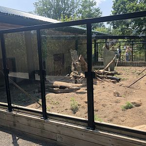 Meerkat Exhibit