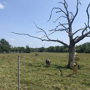 Blue Wildebeest Exhibit