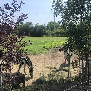 Grant’s Zebra Exhibit