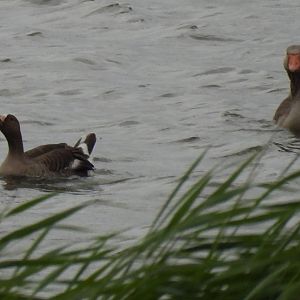 Lesser or greater white-fronted goose?