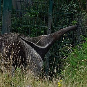Giant anteater (Myrmecophaga tridactyla) (07/22)